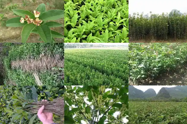 桂花树的果实有什么作用与攻效1681872350703