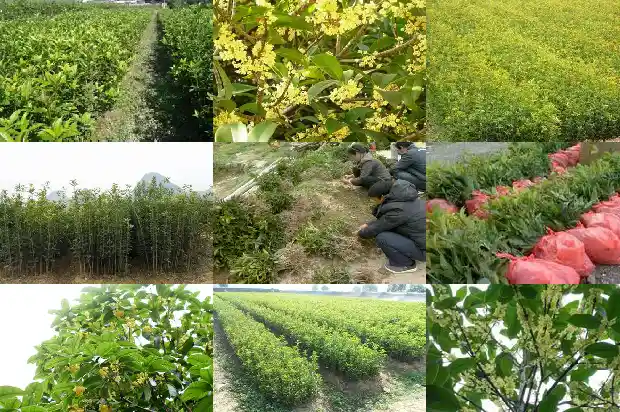 桂花树的果实有什么作用与攻效1681872350751