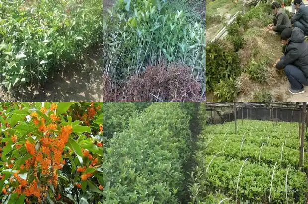 桂花树果实的作用与功效1681872409190