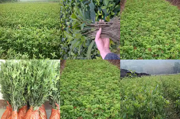 桂花是长什么样子的1688609101457