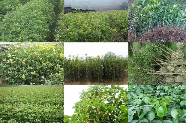 桂花树果实的作用与功效1681872409284