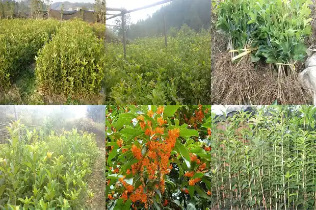 桂花树果实的作用与功效1681872409330