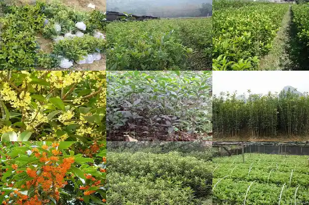 桂花树结的果实有什么用途1681872436705