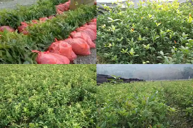 桂花树的果子有什么用处和功效1681872498731