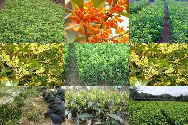 桂花树的果子有什么用处和功效1681872498827