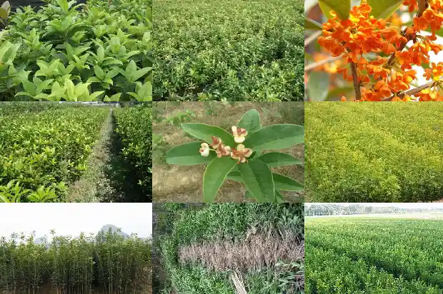 桂花树上的果子有什么功效1681872526632