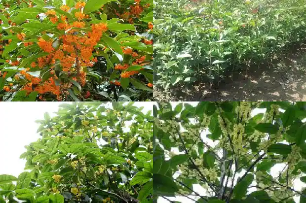 桂花树上的果实有什么用处1681872583685