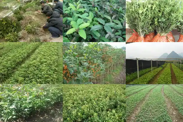桂花树上的果实有什么用处1681872583780