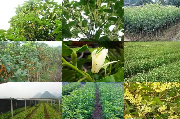 桂花树的果实的功效和作用能吃吗1681872615872