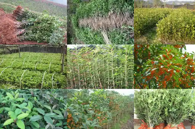 桂花树的果实的功效和作用能吃吗1681872615967