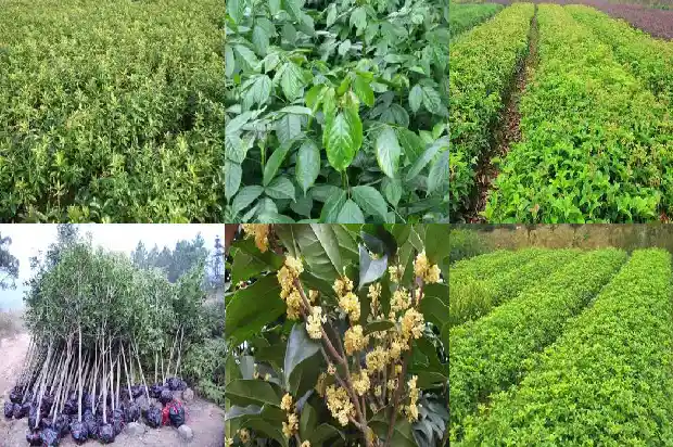 桂花树的果实的功效和作用能吃吗1681872616015