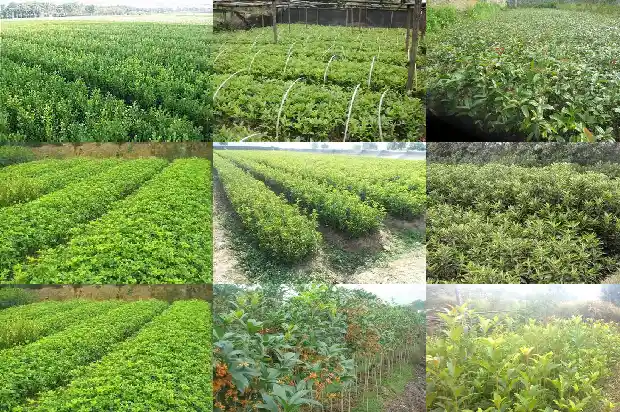 怀孕可以喝乌龙桂花茶吗1689467621707
