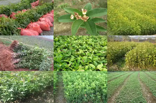 桂花树的果实怎么入药才能吃1681872647848