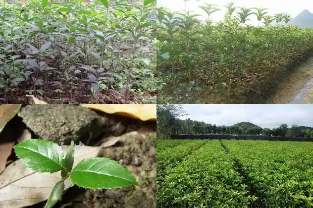 桂花树的果实怎么入药才能吃1681872647896
