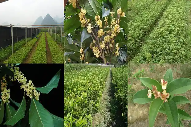 桂花果实如何入药1681872676159