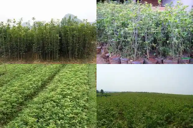 桂花果实如何入药1681872676206
