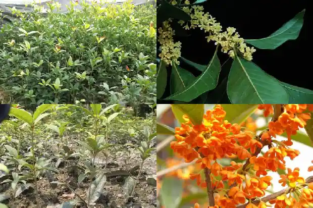 盆栽桂花树价格多少一盆好活啊1688690945240