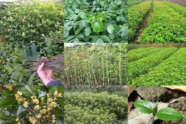 桂花树结的果实可以泡茶吗1681872710880