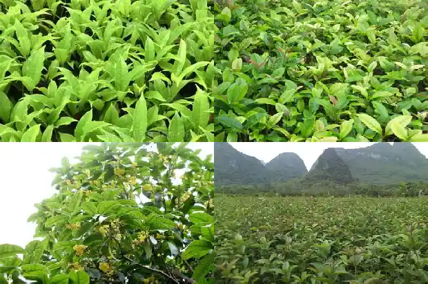 桂花树结的果实可以泡茶吗1681872710928