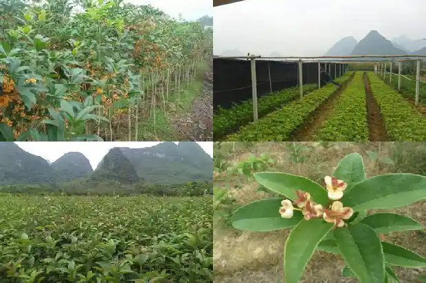 桂花果实泡水喝功效1681872740901