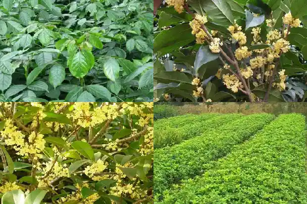 桂花果实泡水喝功效1681872741044