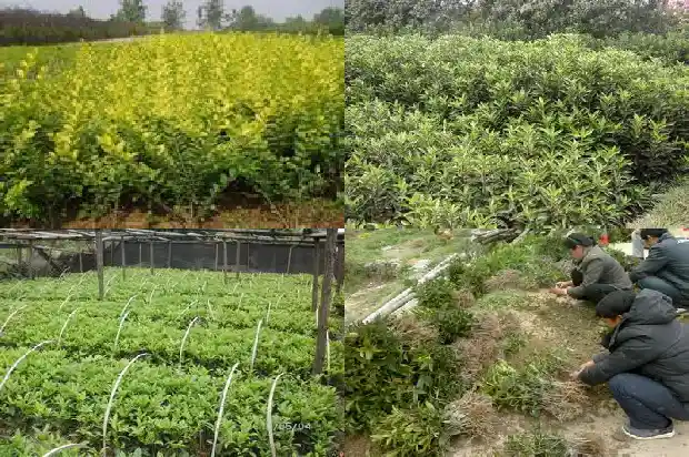 桂花树的果实中药名叫什么呢1681872766958