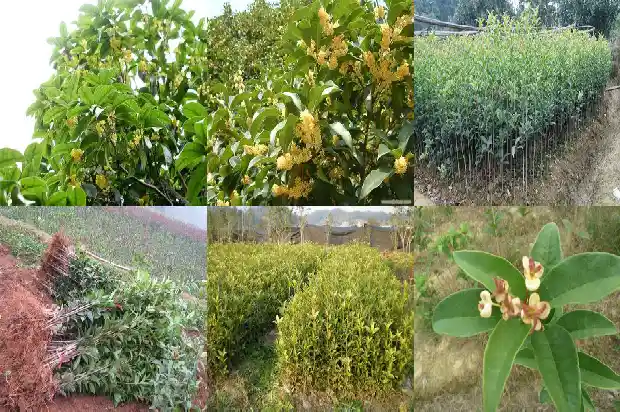 附近的桂花树1690763275363