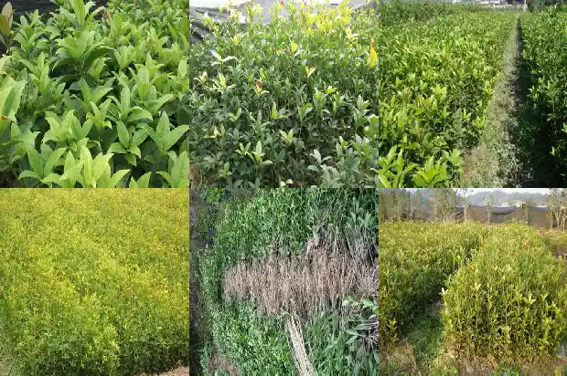 桂花果实的用处1681872827099