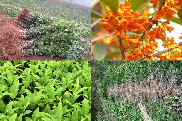 桂花果实的用处1681872827147