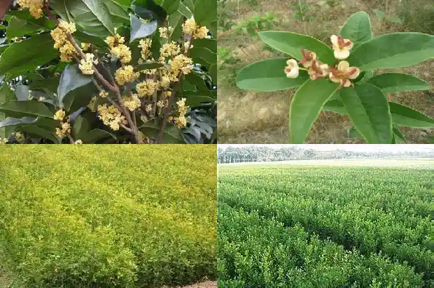 桂花果实的用处1681872827195