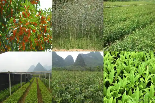 桂花树为什么结果子的形状1681872892577