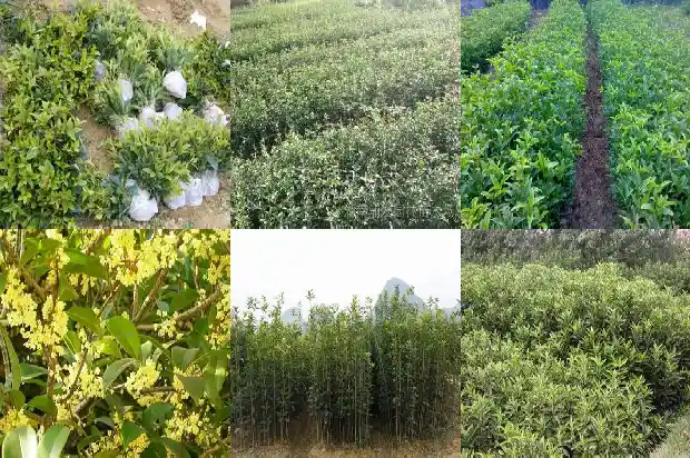 桂花树为什么结果子的形状1681872892625