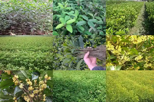 桂花树为什么结果子的形状1681872892673