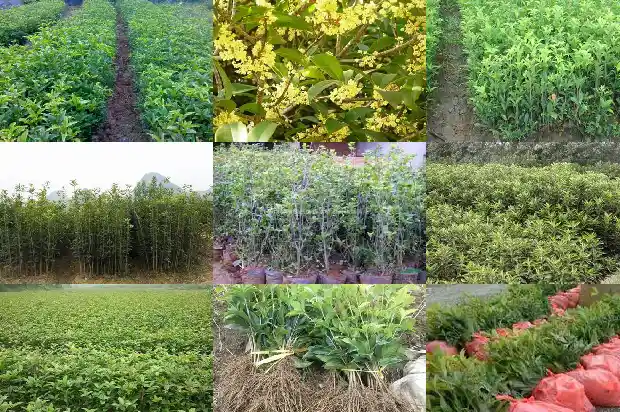 桂花树还会结果子吗?1681872922699