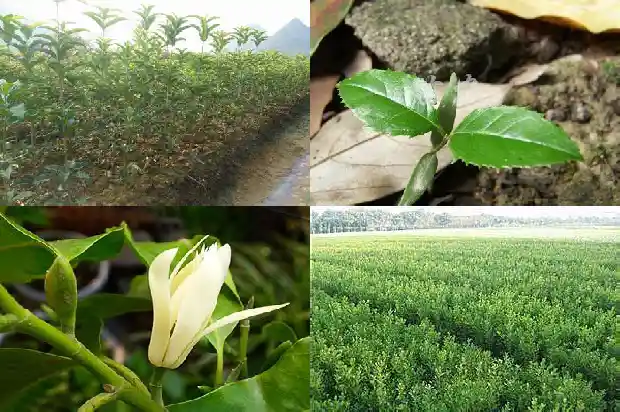 桂花树也会结果实吗1681872988090