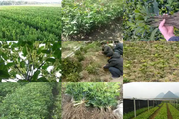 桂花树一般是雌雄异株吗1681873016682