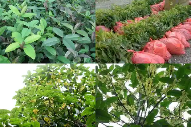 桂花树一般是雌雄异株吗1681873016729