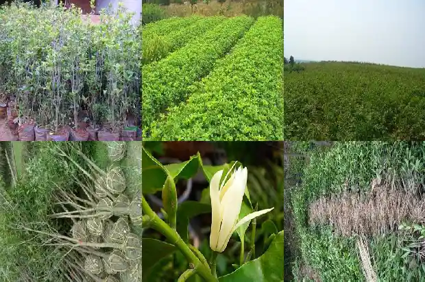桂花树一般是雌雄异株吗1681873016777