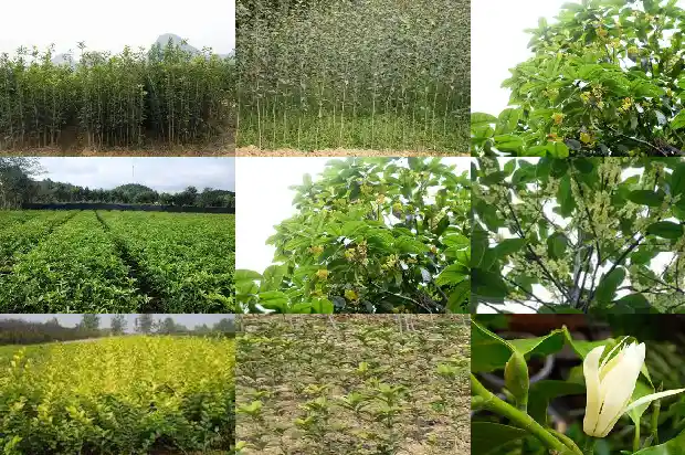 桂花树为什么只结果子不开花1681873077059