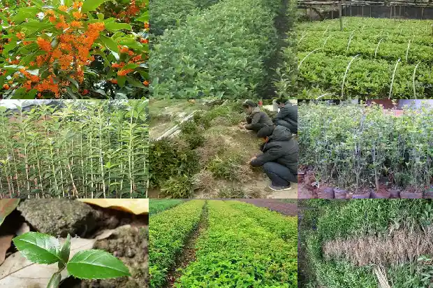 桂花树为什么只结果子不开花1681873077154