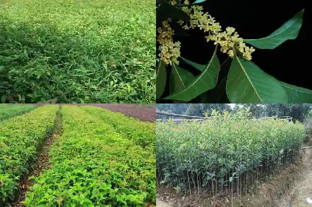 桂花树果实可以吃吗1681873132469