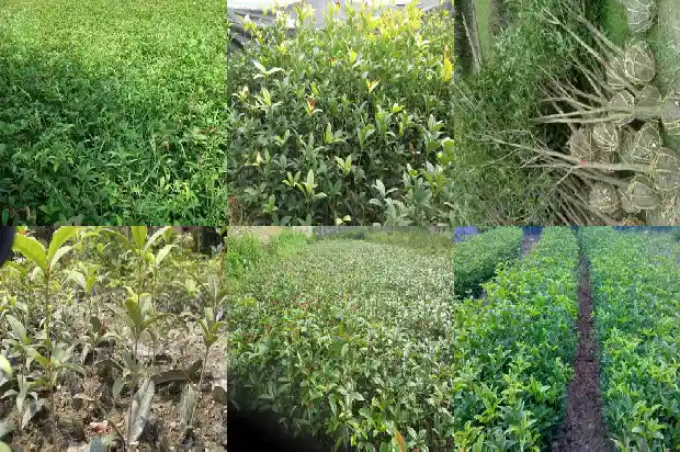 桂花树果实可以吃吗1681873132517