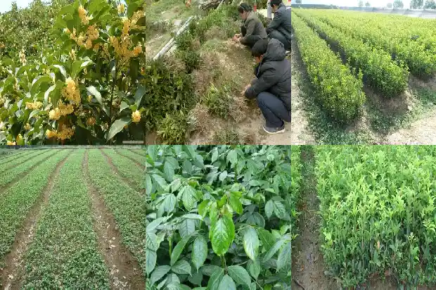 20公分的桂花树价格多少钱一株呢1690763676197