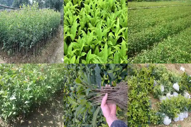 桂花树的果能吃吗?1681873160790