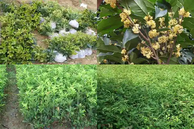 桂花树的果实可以吃吗1681873188915