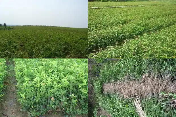 桂花树的果实可以吃吗1681873188963