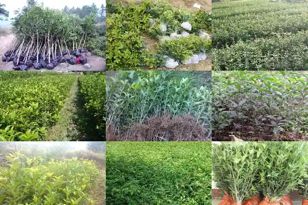 桂花树上结的果实可以吃吗1681873218407