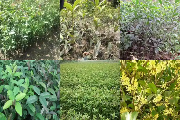 桂花树上结的果实可以吃吗1681873218455