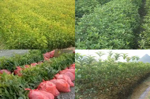 桂花树上结的果实可以吃吗1681873218503