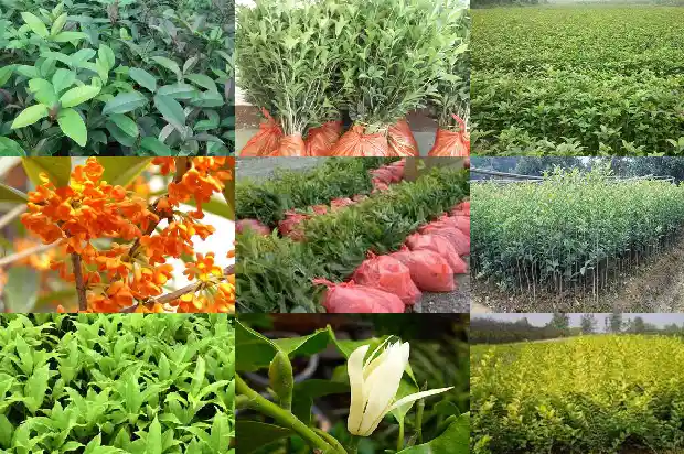 桂花树的果实可以食用吗有毒吗1681873250899